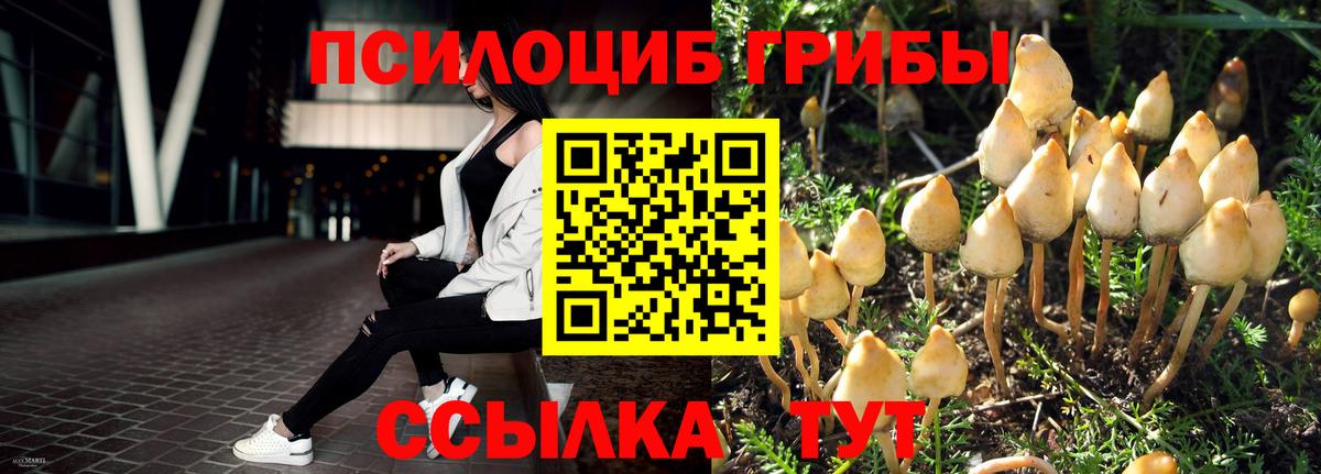 купить наркоту  Вход с VPN  Камышлов  Галлюциногенные грибы Magic Shrooms 